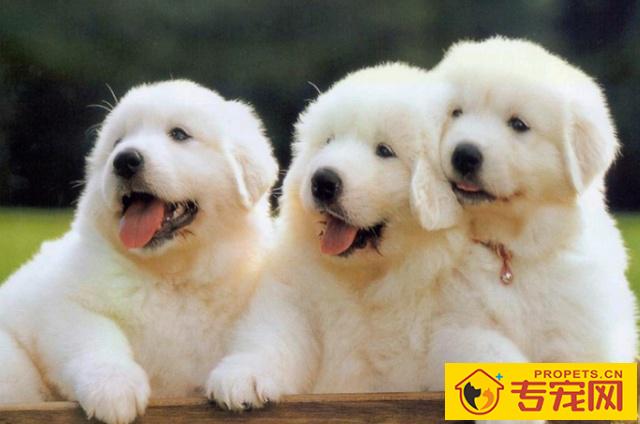 如何喂养大白熊犬,它的性情如何,很多人不清楚的 如何喂养大白熊犬,它的性情如何,很多人不清楚的