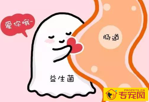 狗腹泻能够 喝温水吗 狗腹泻能够 喝温水吗