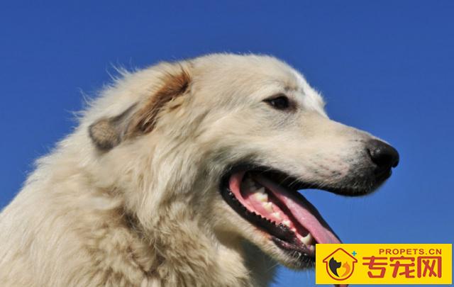 如何喂养大白熊犬,它的性情如何,很多人不清楚的 如何喂养大白熊犬,它的性情如何,很多人不清楚的