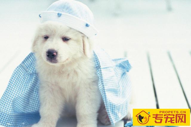 如何喂养大白熊犬,它的性情如何,很多人不清楚的 如何喂养大白熊犬,它的性情如何,很多人不清楚的