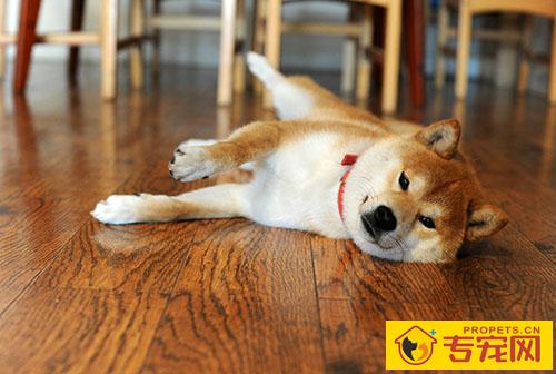 狗腹泻能够 喝温水吗 狗腹泻能够 喝温水吗