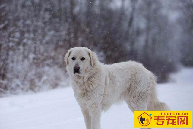 如何喂养大白熊犬,它的性情如何,很多人不清楚的 如何喂养大白熊犬,它的性情如何,很多人不清楚的