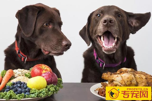 怎么让狗狗人体变身心健康?关键是有木有保证这九点! 怎么让狗狗人体变身心健康?关键是有木有保证这九点!