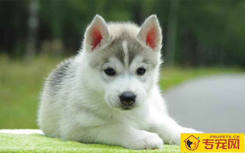 这几类情况下,最好不要给狗狗洗澡! 这几类情况下,最好不要给狗狗洗澡!