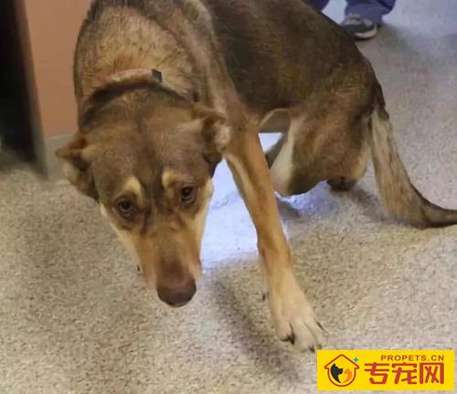 狗狗装瘸该怎么办? 狗狗装瘸该怎么办?