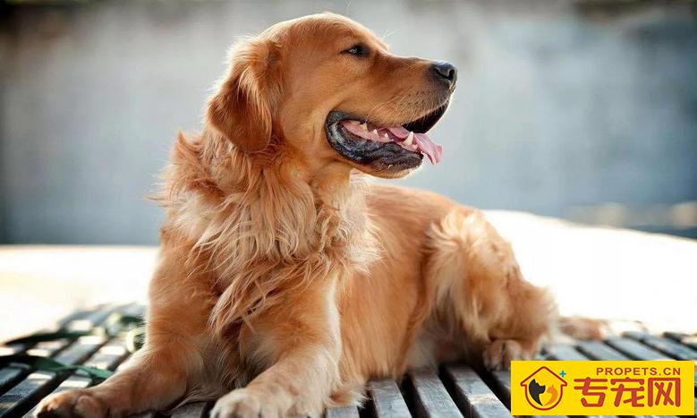 这几类情况下,最好不要给狗狗洗澡! 这几类情况下,最好不要给狗狗洗澡!