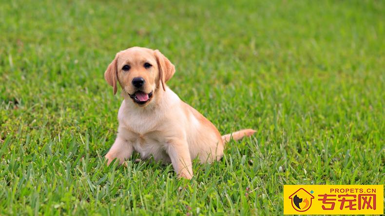 这几类情况下,最好不要给狗狗洗澡! 这几类情况下,最好不要给狗狗洗澡!