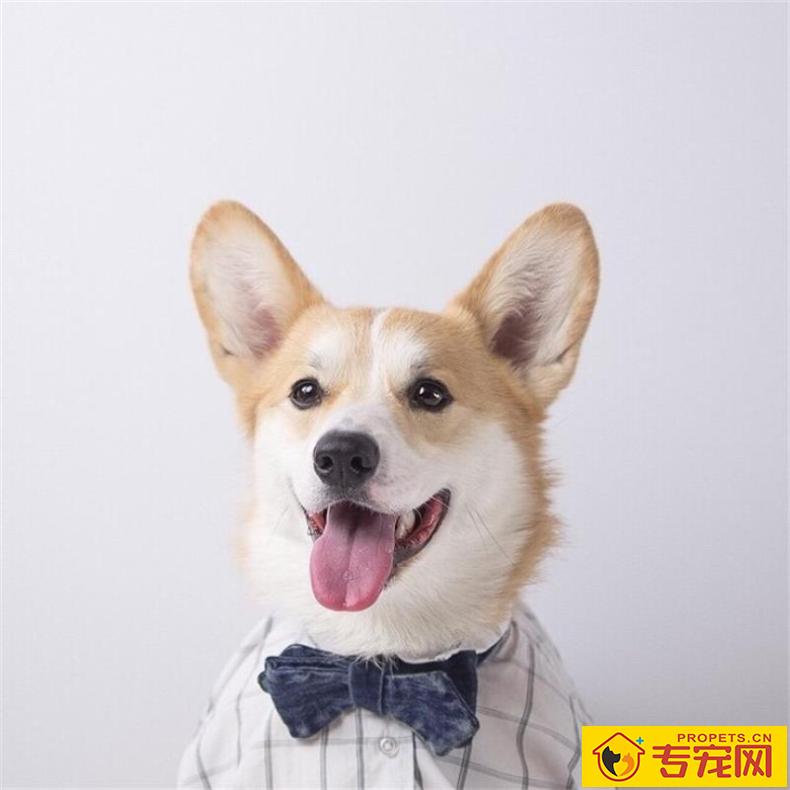 这几类情况下,最好不要给狗狗洗澡! 这几类情况下,最好不要给狗狗洗澡!