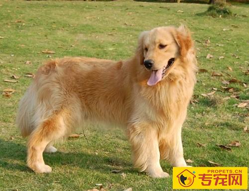 狗狗装瘸该怎么办? 狗狗装瘸该怎么办?