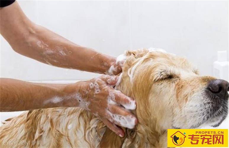 这几类情况下,最好不要给狗狗洗澡! 这几类情况下,最好不要给狗狗洗澡!