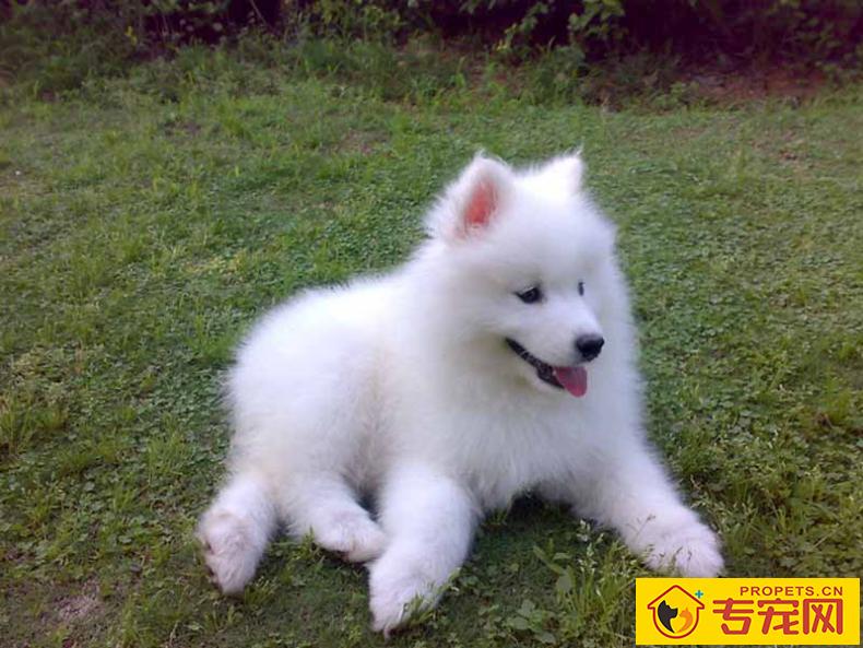 这几类情况下,最好不要给狗狗洗澡! 这几类情况下,最好不要给狗狗洗澡!