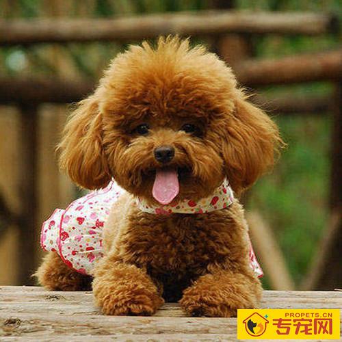 怎么让狗狗人体变身心健康?关键是有木有保证这九点! 怎么让狗狗人体变身心健康?关键是有木有保证这九点!