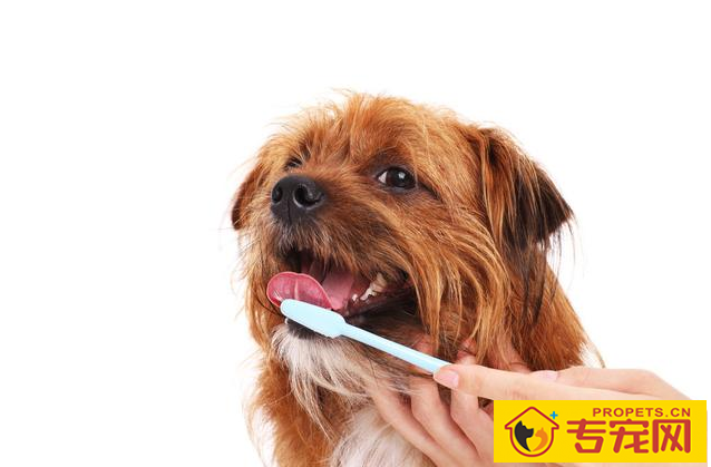 怎么让狗狗人体变身心健康?关键是有木有保证这九点! 怎么让狗狗人体变身心健康?关键是有木有保证这九点!