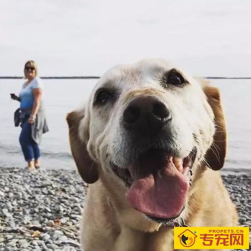 怎么让狗狗人体变身心健康?关键是有木有保证这九点! 怎么让狗狗人体变身心健康?关键是有木有保证这九点!