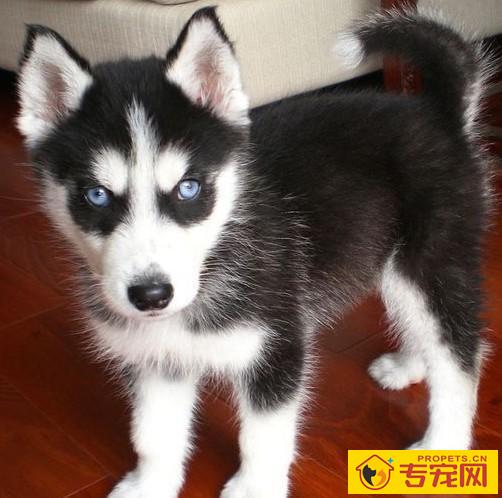 宠主注意了，搞好这五件琐事，就可以维护狗狗的眼睛了！