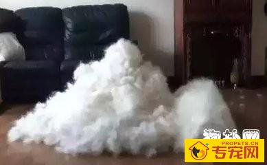 在给狗狗用剃毛器剃毛时需要注意哪些要点? 在给狗狗用剃毛器剃毛时需要注意哪些要点?