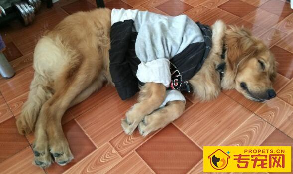 狗狗吐黄水是怎么回事?狗狗吐黄水的应对措施 狗狗吐黄水是怎么回事?狗狗吐黄水的应对措施