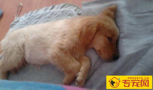 狗狗吐黄水是怎么回事?狗狗吐黄水的应对措施 狗狗吐黄水是怎么回事?狗狗吐黄水的应对措施