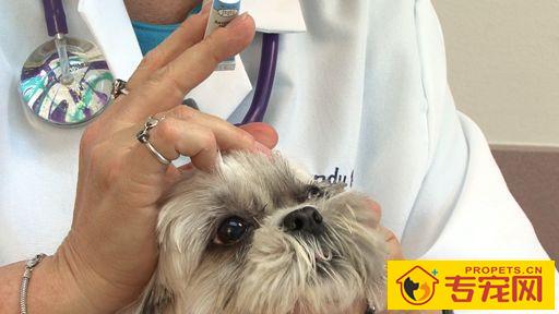 宠主注意了，搞好这五件琐事，就可以维护狗狗的眼睛了！