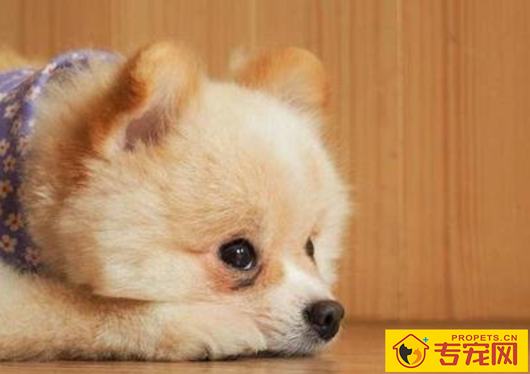 狗狗拉黄稀水状是怎么回事 狗狗拉黄稀水状是怎么回事