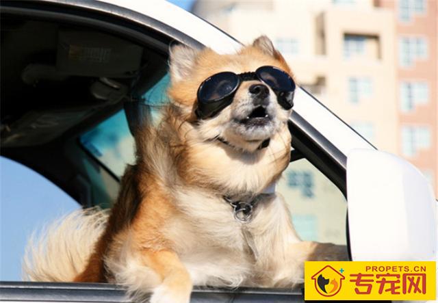 宠主注意了，搞好这五件琐事，就可以维护狗狗的眼睛了！