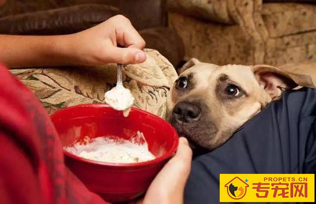 狗狗拉黄稀水状是怎么回事 狗狗拉黄稀水状是怎么回事