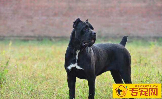卡斯罗犬应当如何喂养,要留意什么,初学者要了解的 卡斯罗犬应当如何喂养,要留意什么,初学者要了解的