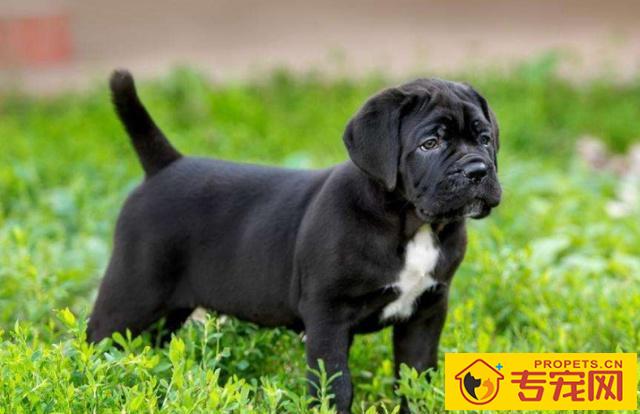 卡斯罗犬应当如何喂养,要留意什么,初学者要了解的 卡斯罗犬应当如何喂养,要留意什么,初学者要了解的