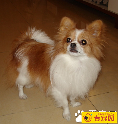 小型犬哪种最聪明 根据自己的需要选择