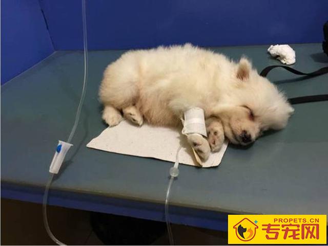 狗狗拉黄稀水状是怎么回事 狗狗拉黄稀水状是怎么回事