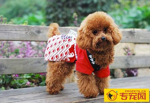 泰迪腿忽然惨叫后腿瘸了 泰迪腿忽然惨叫后腿瘸了