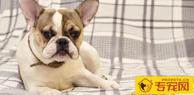 想狗狗愈来愈聪明，做这5件“平时琐事”，它会更为爱着你！