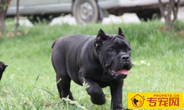 卡斯罗犬应当如何喂养,要留意什么,初学者要了解的 卡斯罗犬应当如何喂养,要留意什么,初学者要了解的