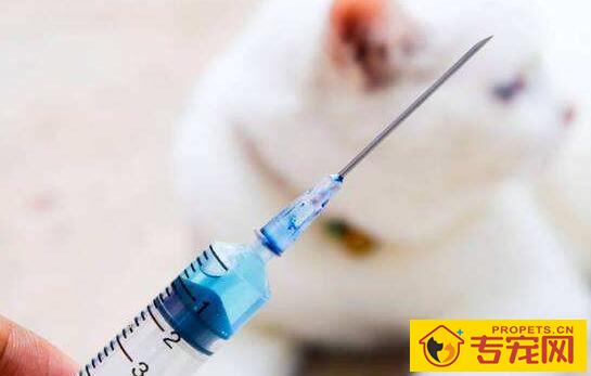 狂犬疫苗有必要每年都打吗,有效期是多久? 狂犬疫苗有必要每年都打吗,有效期是多久?