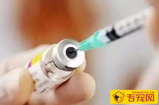 狂犬疫苗有必要每年都打吗,有效期是多久? 狂犬疫苗有必要每年都打吗,有效期是多久?