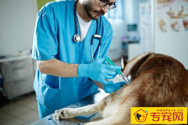 宠物医生提示：长期性犯这5种不正确，真是是在减狗狗的寿命！