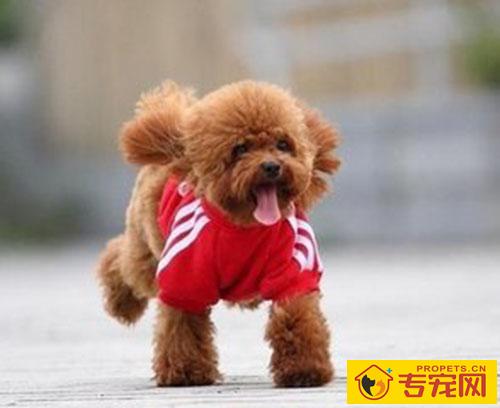 泰迪腿忽然惨叫后腿瘸了 泰迪腿忽然惨叫后腿瘸了