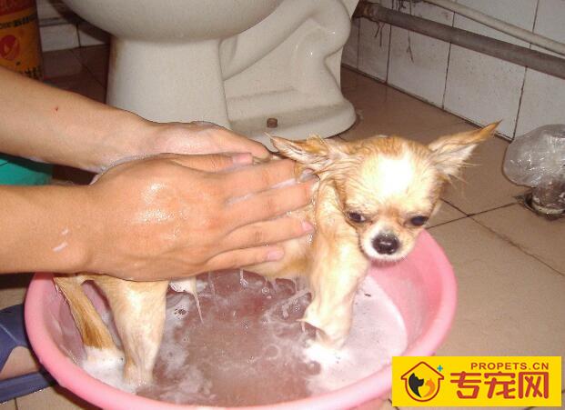 狗狗为什么不爱洗澡? 狗狗为什么不爱洗澡?