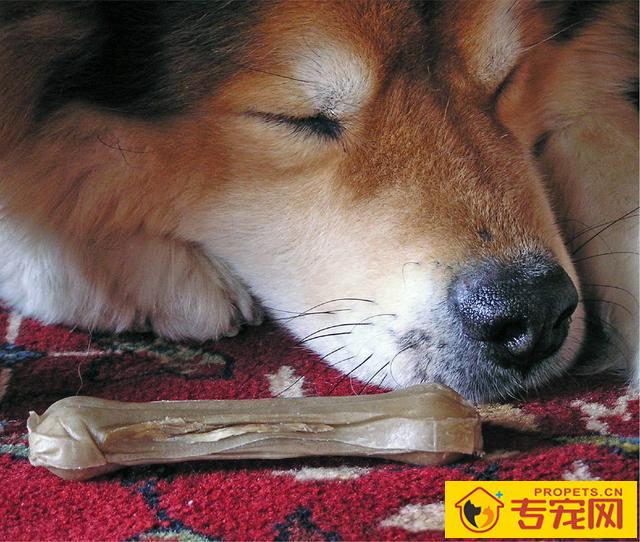 宠物医生提示：长期性犯这5种不正确，真是是在减狗狗的寿命！