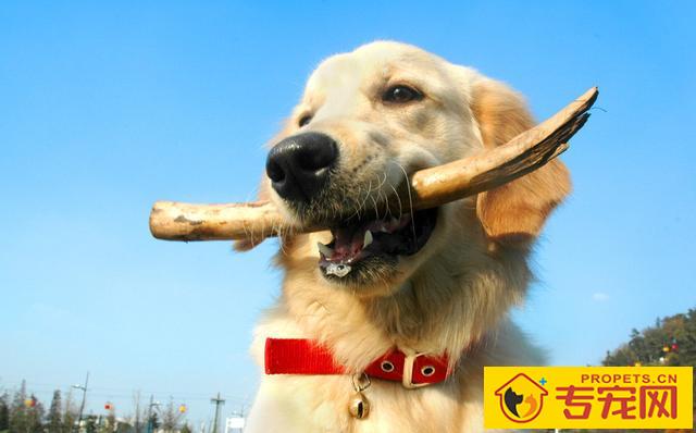 狗狗产生异食癖的缘故有什么?这4点宠主别忽略了! 狗狗产生异食癖的缘故有什么?这4点宠主别忽略了!