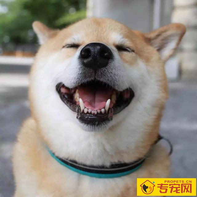 最沒有心眼的7种狗子，小泰迪跟金毛均入选，有家里狗狗吗？