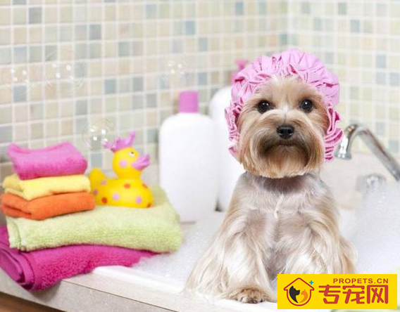 婴儿使用的强生沐浴露可以给狗狗使用吗? 婴儿使用的强生沐浴露可以给狗狗使用吗?