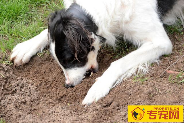 狗狗产生异食癖的缘故有什么?这4点宠主别忽略了! 狗狗产生异食癖的缘故有什么?这4点宠主别忽略了!
