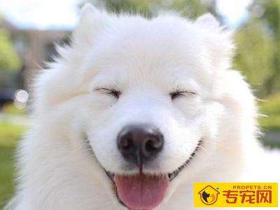 最沒有心眼的7种狗子，小泰迪跟金毛均入选，有家里狗狗吗？