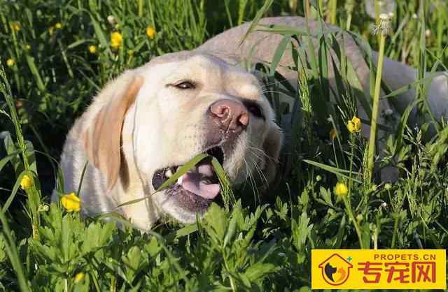 狗狗产生异食癖的缘故有什么?这4点宠主别忽略了! 狗狗产生异食癖的缘故有什么?这4点宠主别忽略了!