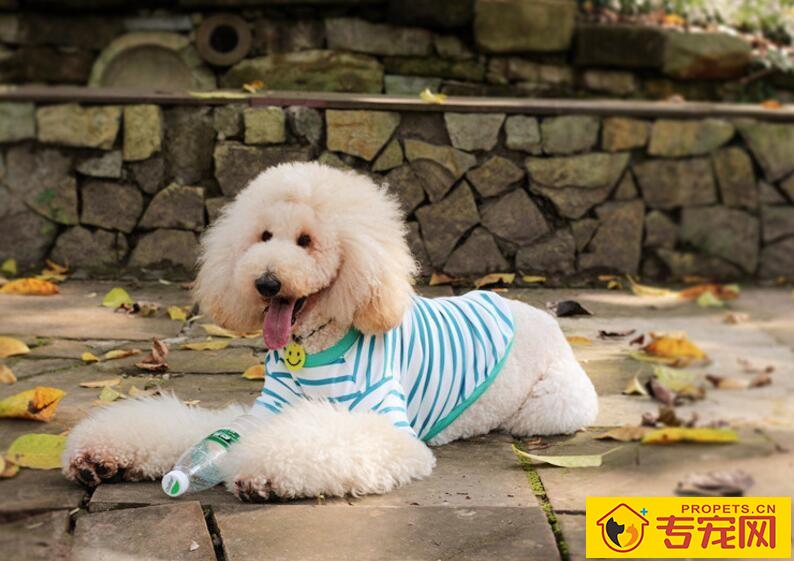 狗狗身上为什么会出现异味 狗狗身上为什么会出现异味