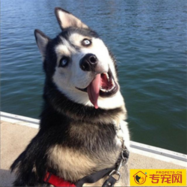 最沒有心眼的7种狗子，小泰迪跟金毛均入选，有家里狗狗吗？