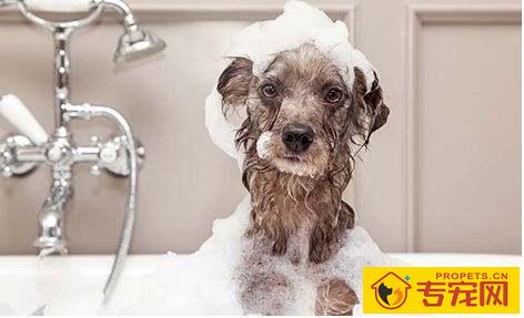 养宠物过程中,对给你协助的 养宠物过程中,对给你协助的