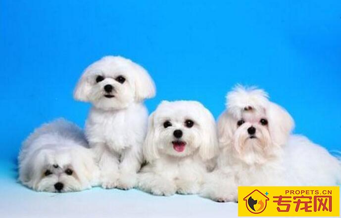 如何在家给幼犬做美容，幼犬美容的小技巧