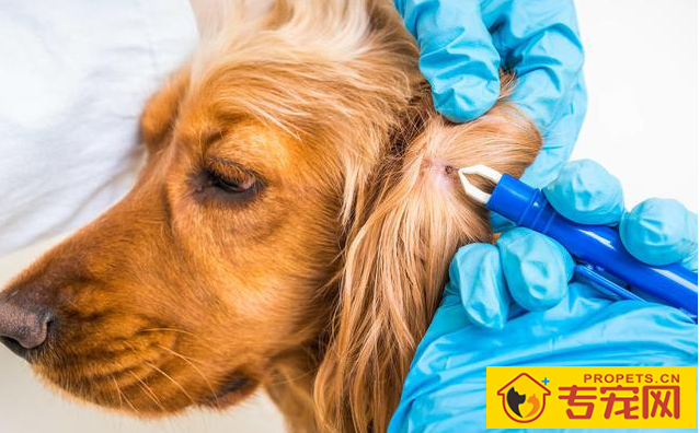 狗狗产生异食癖的缘故有什么?这4点宠主别忽略了! 狗狗产生异食癖的缘故有什么?这4点宠主别忽略了!